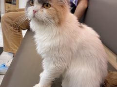 -喵园·猫主题咖啡厅·撸猫·猫咖(国贸店)