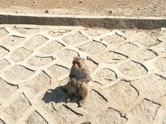 -哈尔滨北方森林动物园