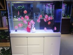 -保定市花鸟鱼虫市场