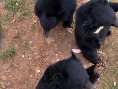 -合肥野生动物园