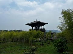 -大唐贡茶院