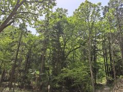 -素山寺森林公园