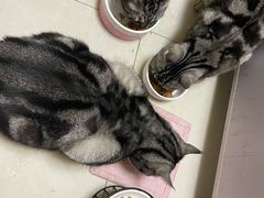 -宠福鑫康馨动物医院·骨科·眼科