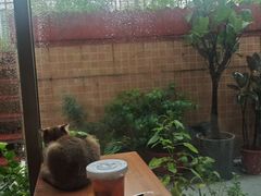 -楼上猫咖(罗湖店)