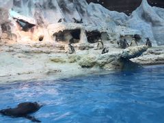 -帝企鹅自助餐厅•儿童岛•真企鹅(长隆企鹅酒店)