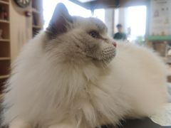 -瞄一喵猫咖(格力海岸店)