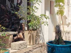 -月栖华明-云间草堂清茶馆(泗泾古镇店)