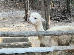 -清迈夜间动物园
