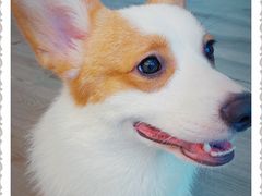 -浣熊柯尔鸭土拨鼠·电玩咖