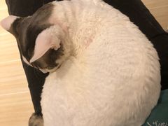 -momokira米努特·德文卷毛猫·棉花面纱犬