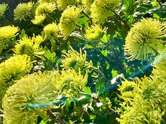 -杭州植物园