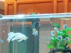 -黄鱼炙夜(华家池店)