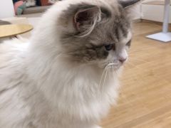 -有喵·猫咖·狗咖·30几只猫10只小狗(岗厦店)