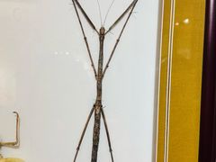 -上海昆虫博物馆