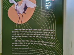 -盐城丹顶鹤湿地生态旅游区