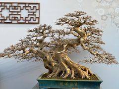 -深圳市中科院仙湖植物园