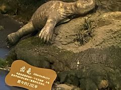-辽宁古生物博物馆