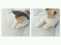 -喵的天空名猫咖啡馆·撸猫·猫舍·用品