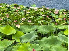 -荔湾湖公园