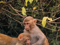 -南湾猴岛+椰田古寨一日游