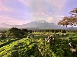 -翱翔飞越地平线