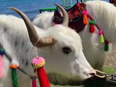 -青海湖国家重点风景名胜区