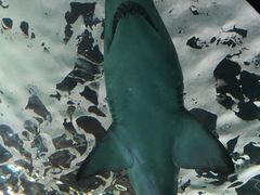 -悉尼海洋生物水族馆
