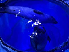 -上海海昌海洋公园