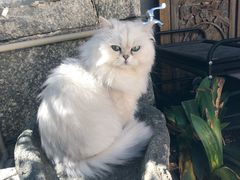 -喵屿·大理花园猫咖