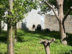 -卧龙中华大熊猫苑神树坪基地
