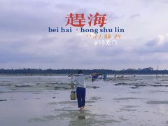 -红树林天天赶海