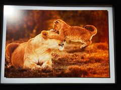 -罗红摄影艺术馆