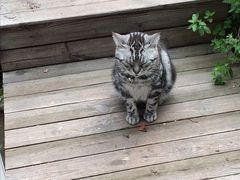 image-海边的猫和咖啡馆