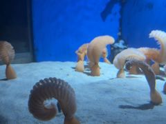 -瑞普利水族馆