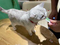 -藏猫猫咖啡主题馆(中央大道店)