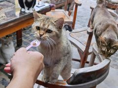 -喵屿·大理花园猫咖