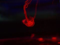 -北海·海洋之窗