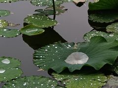-团结湖公园