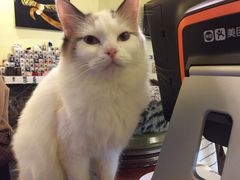 -猫色咖啡·猫咖