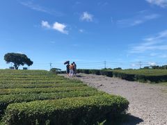 -雪绿茶博物馆