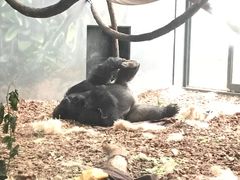 -林肯公园动物园