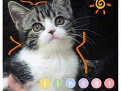 -lincat·猫舍(广州店)