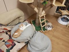 -唐小姐の私宠·宠物洗护美容·撸猫馆·购宠(周浦万达旗舰店)