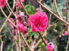 -桃花涧