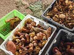 -菌粹源野生菌(木水花市场店)