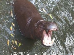 -清迈夜间动物园