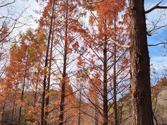 -白水寺森林公园