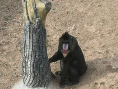 -大连森林动物园