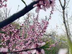 -北京西山国家森林公园