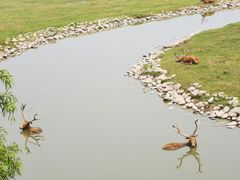 -北京麋鹿生态实验中心